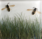 Yellowjackets