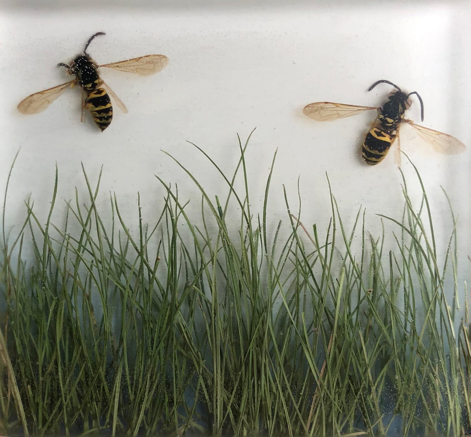 Yellowjackets