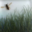 Buzz
