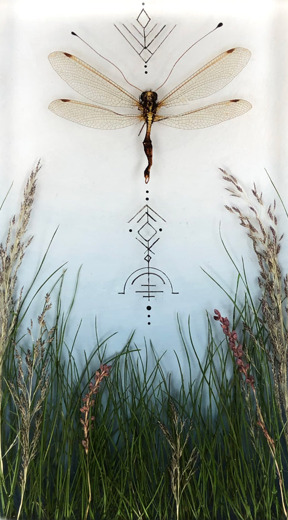 dragonfly