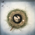 Hatch