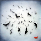 Red Bird