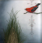 Scarlet Tanager 2