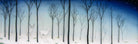 The woods